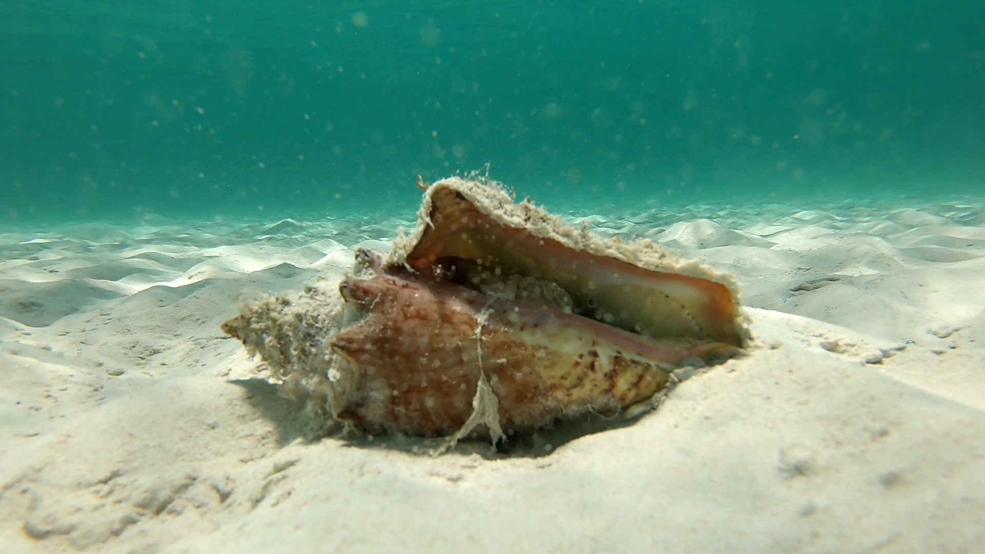 Queen conch (Strombus gigas)